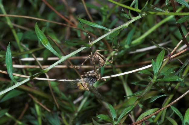 Empusa pennata 3 En train de manger une mouche