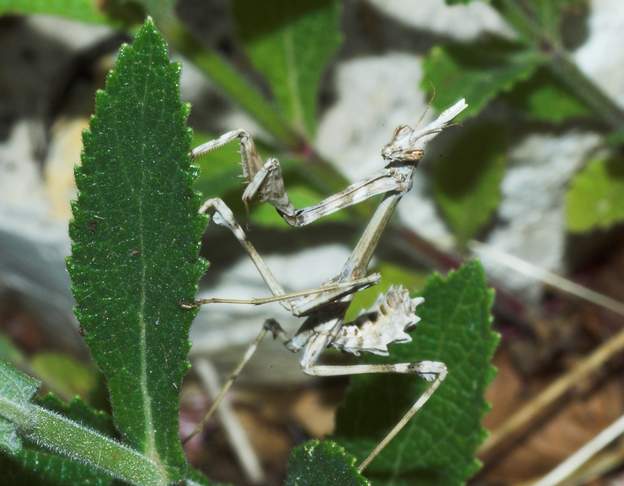 Empusa pennata 4