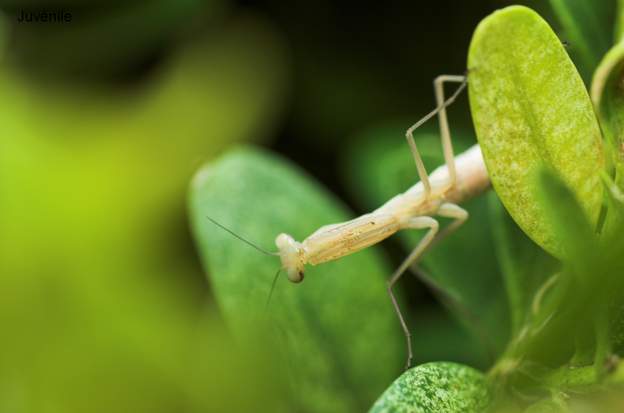 Mantis religiosa 1 Taille 2 cm. Sa couleur provient de son polymorphisme.