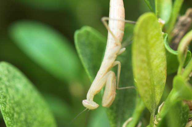 Mantis religiosa 2