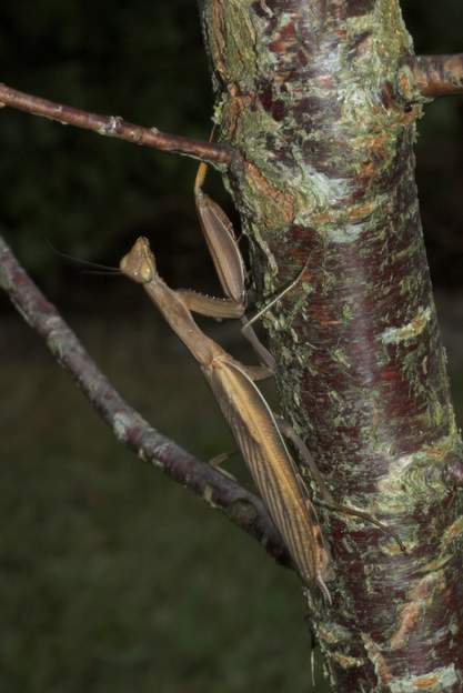 Mantis religiosa 3