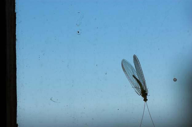 Chrysoperla sp Sa larve est bien connue pour manger les sales bêtes qui envahissent la serre.