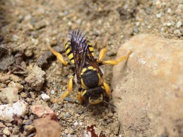 Trachusa interrupta