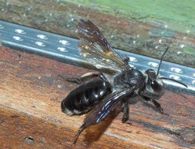 Andrena agilissima (1) Une femelle vue les brosses des tibias, bien usée par le vent !