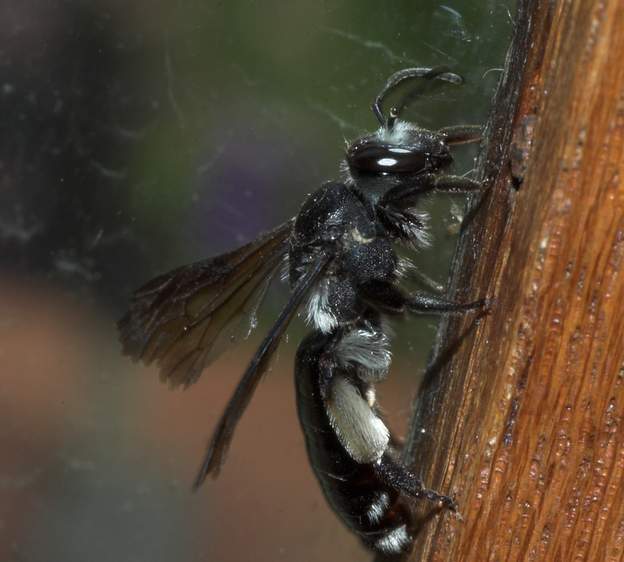 Andrena agilissima (2)