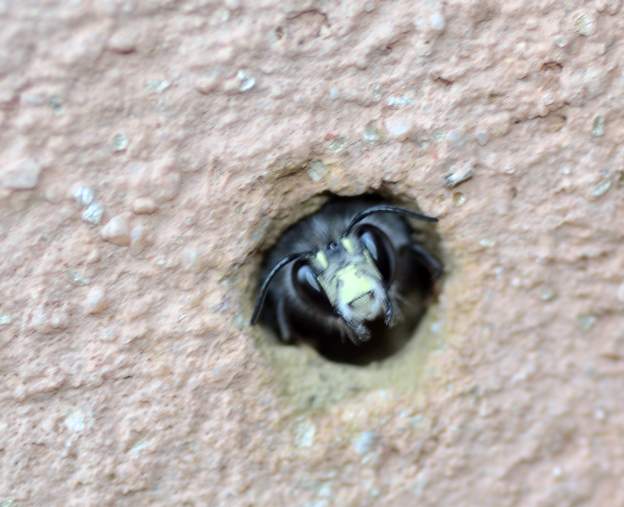 Andrena agilissima sortant d'un nid C'est un petit trou dans le mur (percé pour mettre une vis sans doute, il y a longtemps). Elle est capable de creuser mais là elle ne s'est pas attardée.