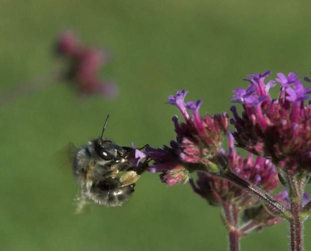 Anthophora plumipes 1 Anthophore . on m'a dit sur le forum des insectes : 