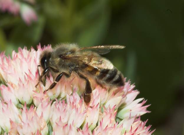 Apis mellifera 1 L'abeille domestique classique. Pas si facile que ça de voir ses quatre ailes !