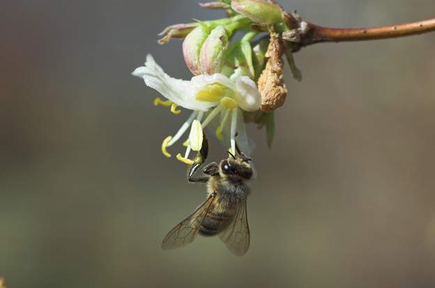 Apis mellifera 2