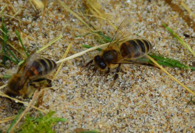 Apis mellifera 3 Depuis quelques jours nous voyons plein d'abeilles qui viennent sur le sable. Elles boivent sans risque !