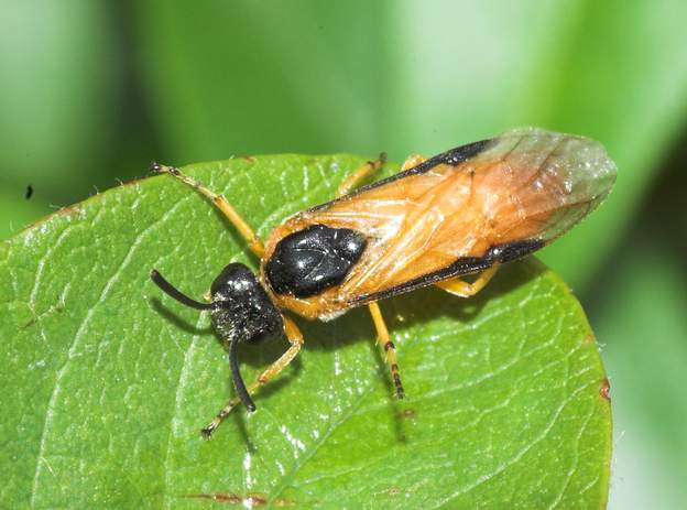 Arge ochropus 1 C'est un hyménoptère symphyte. Pas très facile à reconnaitre comme ça. L' hylotome du rosier en français (si on veut !) pond des oeufs d'où sortent des larves...