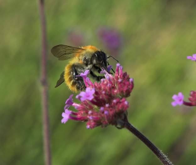 Bombus pascuorum 1 Le bourdon des champs, parmi les plus répandus dans nos jardins, sinon LE plus. les anglais l'appellent 