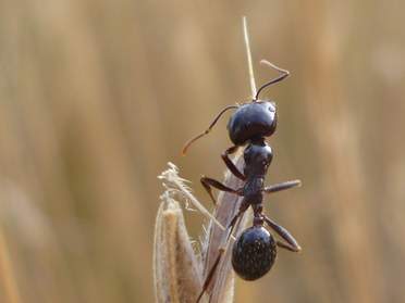 Fourmis