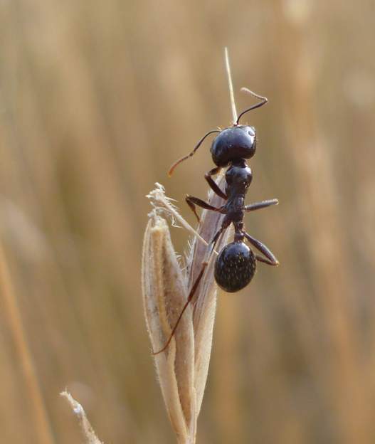 Messor capitatus 2011 07 Les fourmis du genre Messor sont toutes des « fourmis moissonneuses »( messis = moisson). Elles sont principalement granivores. Il y a trois types d'ouvrières,...