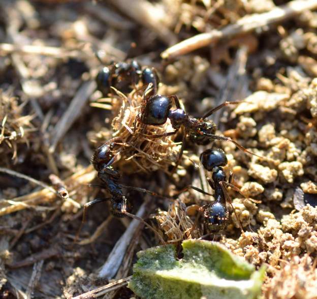 Messor capitatus 2021 09 10 ans après les premières photos, il y a une partie du jardin où l'on voit parfaitement dès le printemps les débouchés des nids de fourmis. Les ouvrières...