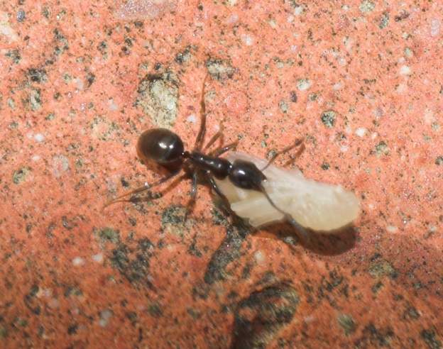 Tapinoma nigerrimum (1) Une petite fourmi (3mm en gros) de la famille Dolichoderinae qui se balade beaucoup, d'ailleurs elle est surnommée 