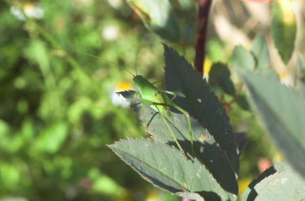 Phaneroptera 1 Un juvénile, difficile d'aller plus loin...