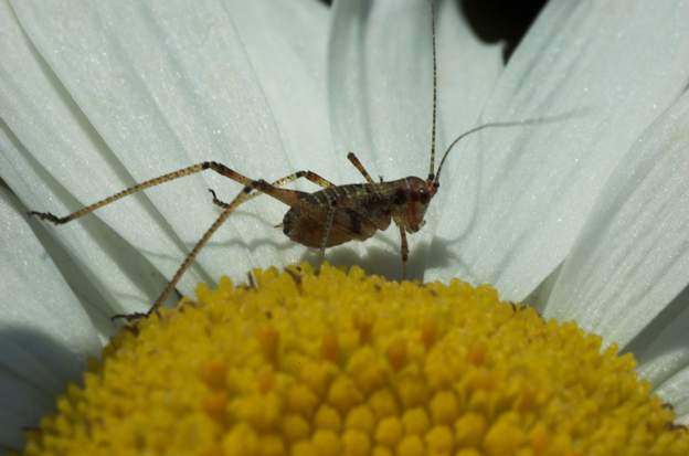 Phaneropteridae x trop jeune pour dire quelle genre, peut-etre phaneroptera.