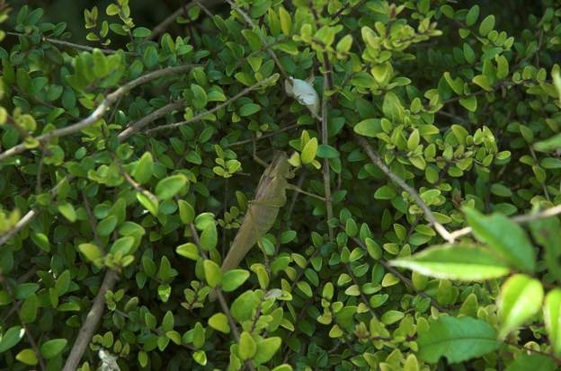 Tettigonia viridissima adulte 5 ou 6 cm, une grosse bête : c'est le criquet migrateur. Un ravageur, quand il est en nombre.