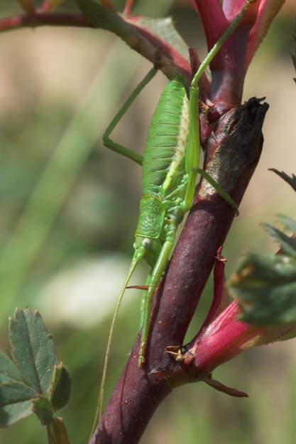 Uromenus rugosicollis 1 Le monde des insectes m'a bien aidé : On voit assez bien une carène (un pli marqué) sur l'arrière du pronotum de ta bête : on est donc bien dans les Callicrania...