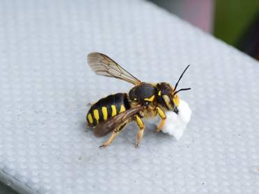 Insectes