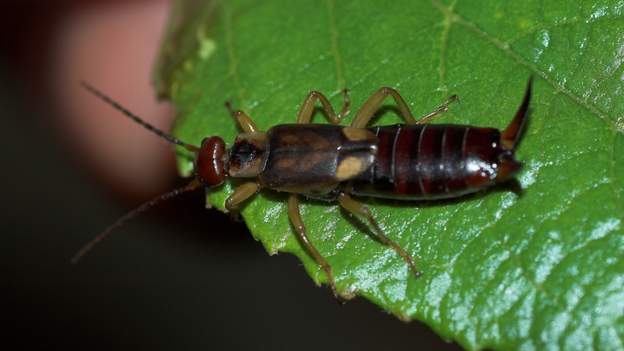 Forficula auricularia 1 Ler perce-oreille le plus classique. Connu aussi sous le nom de qui concerne en fait le genre. L'un des rares insectes à s'occuper de ses petits, au point de...