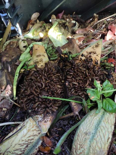 Hermetia illucens - larve 2021 08 14 Larves de la mouche soldat, elles adorent le compost qu'elles transforme peu à peu.