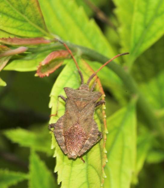 Coreus marginatus 1 Toujours le forum des insectes : "Je n'en voit pas d'autre qui réunisse tous ces caractères : coloration assez uniforme avec le connexivum à peine bicolore, le...