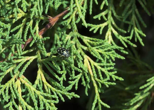 Eurydema oleracea La punaise des légumes, famille Heteroptera Pentatomidae.