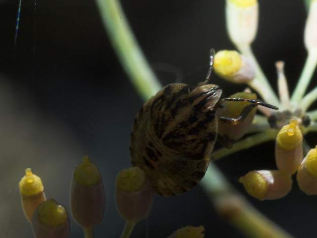 Graphosoma italicum (1) larve au stade 3 ou 4