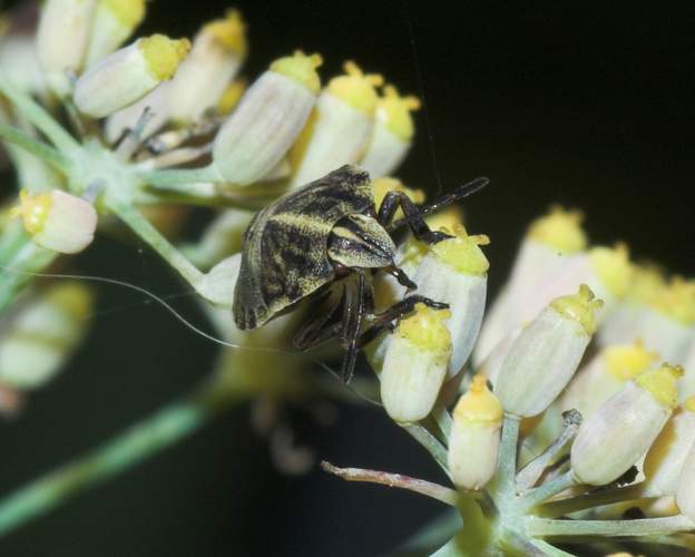 Graphosoma italicum (2)