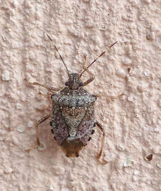 Halyomorpha halys La punaise diabolique.Une invasive d'Asie.