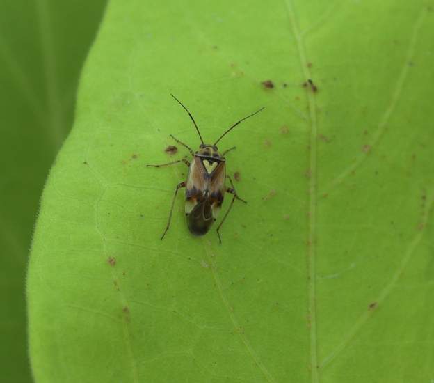 Lygus Une punaise de 6 mm à peu près.