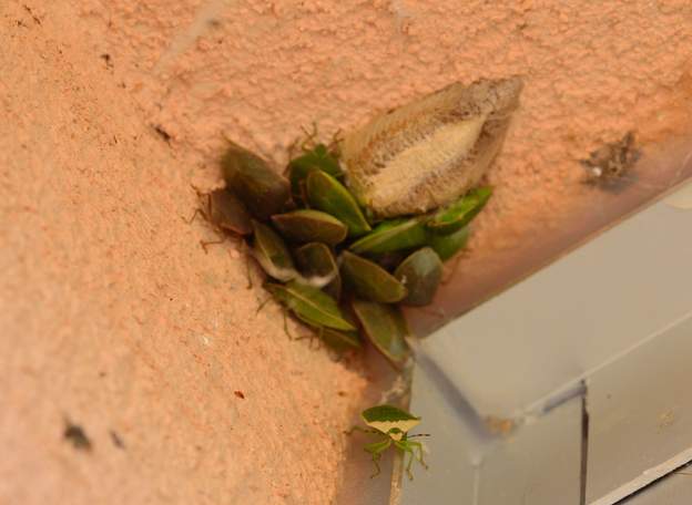 Nezara viridula 2016 10 L'automne arrive, les punaises vertes se regroupent pour avoir plus chaud... d'abord dans un coin de la porte, mais elles commencent à rentrer dans la maison où...