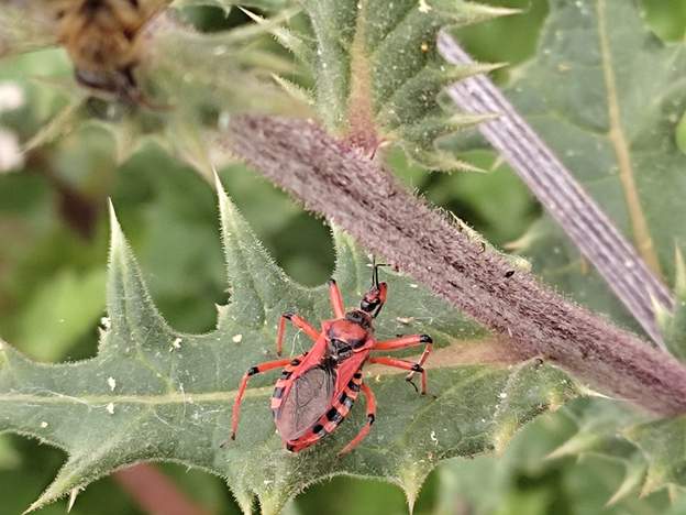 Rhynocoris iracundus (1) le Réduve irascible, nommé ainsi parce qu'il pique quand on le dérange de manière très douloureuse.