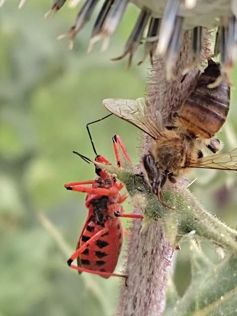 Rhynocoris iracundus (2) C'est un prédateur, capable de tuer et manger tout butineur.