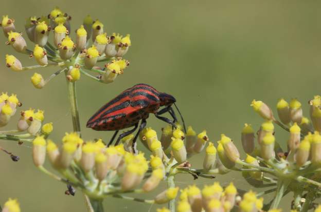 graphosoma italicum 1 La punaise arlequin, italicum ici parce que ses pattes sont noires, on ne la trouve que sur le fenouil ! famille des pentatomidae , sous orde des hétéroptères.