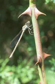 Odonates (libellules, etc.)