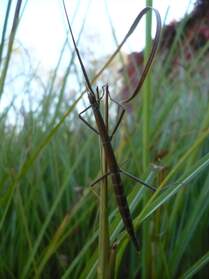 Mantodea l'ordre des Mantodea comprend en particulier deux grandes familles les empusidae (diablotins) et les mantidae (les...