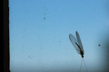 Névroptères, Mécoptères et autres bestioles plus rares Les névroptères (Neuroptera), également appelés Planipennes, sont un ordre d'insectes, sous-classe des ptérygotes,...