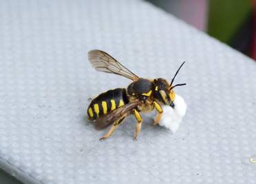 Hyménoptères (abeilles etc.) Les Hyménoptères : Apocrites/symphytes . Guèpes, abeilles et fourmis. Ils ont tous 4 ailes ; oui, oui, même les fourmis...