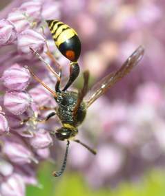 Hyménoptères (abeilles etc.) Les Hyménoptères : Apocrites/symphytes . Guèpes, abeilles et fourmis. Ils ont tous 4 ailes ; oui, oui, même les fourmis...