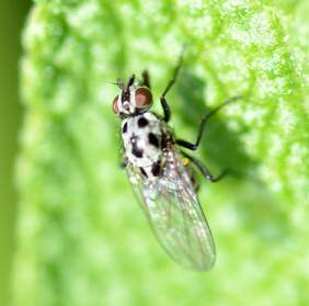 Diptères (mouches etc.) Ces insectes n'ont que deux ailes car : "Chez les diptères, les ailes postérieures sont réduites à des genres de...