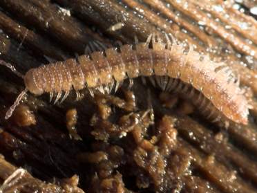 Myriapodes