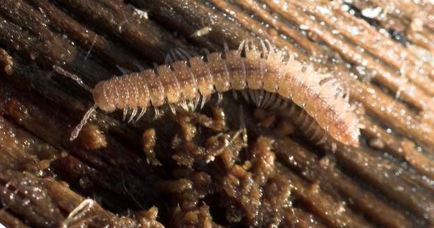 Polydesmus sp. (1) Il appartient à la famille des diplopodes avec deux paires de pattes par segment ou "anneau". Son dos plat et sa faible taille permette de préciser l'ordre. On...