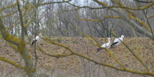 Cigognes 2019 03 Début mars 2019 : trois cigognes sont venues se reposer un instant près du lac. Elles sont repartie quasiment dans la foulée. C'est la seconde fois en 30 ans...
