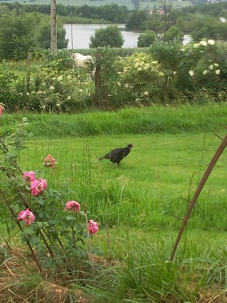 Faisan obscur 2015 Phasianus colchicus tenebrosus C'est une variante du faisan de Colchide, plumage noir, verdâtre aux reflets bleutés. Sur cette photo de Martine, celui-ci est...