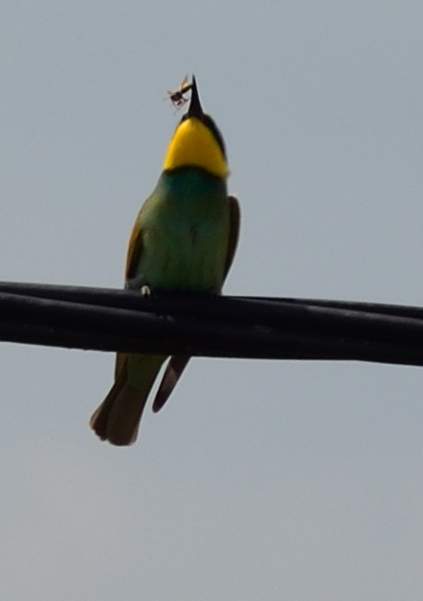 Guêpier avec sa proie 2013 Il y en a de plus en plus dans le coin, c'est un migrateur, magnifique oiseau jaune et vert, sauvage et difficile à photographier. En fait, on ne les voit que...