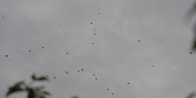 Vol de guêpiers 2015 Ils arrivent en groupe, restent à peine quelques heures et repartent en sifflant. Impossible de confondre leur sifflement avec celui d'un autre oiseau.
