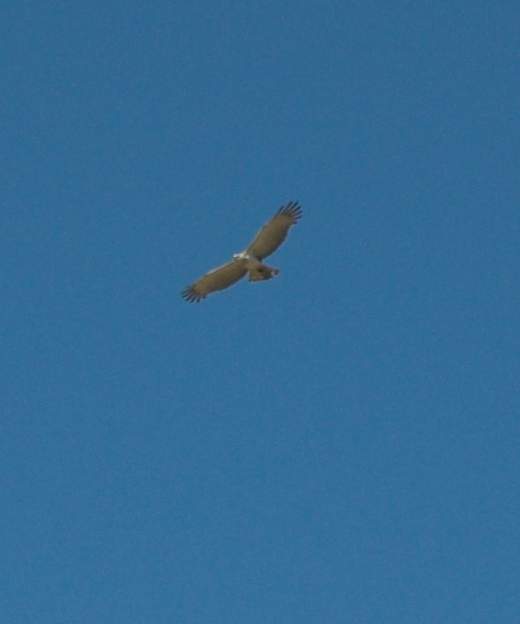 Circaète Jean-le-Blanc 2013 C'est le plus grand de tous les rapaces que l'on voit dans le coin.